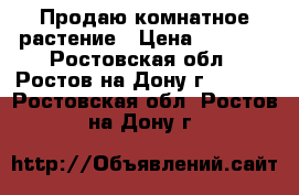 Продаю комнатное растение › Цена ­ 2 500 - Ростовская обл., Ростов-на-Дону г.  »    . Ростовская обл.,Ростов-на-Дону г.